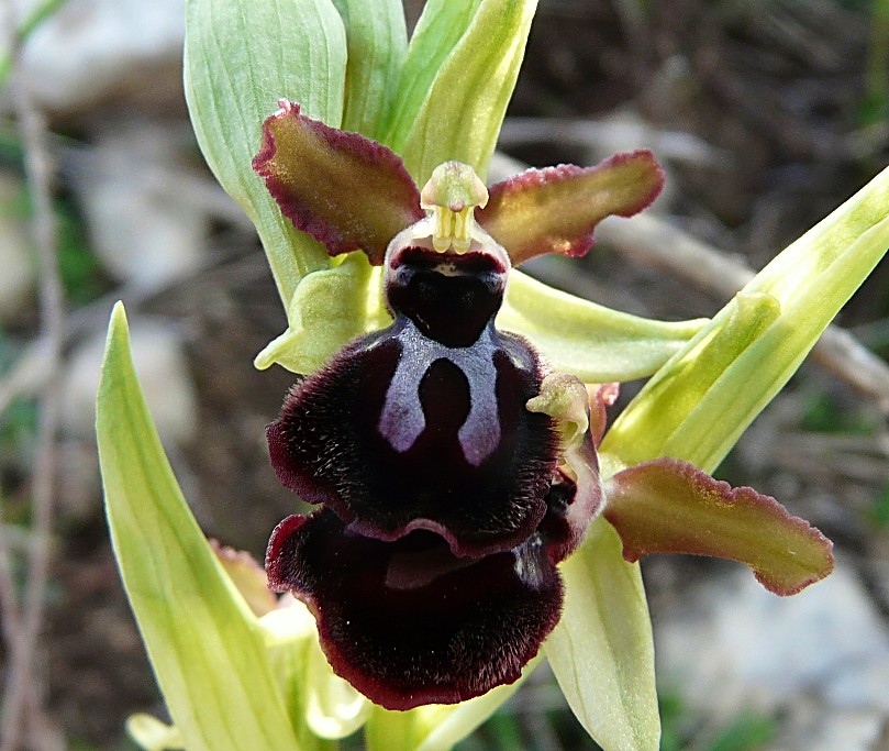 Ophrys Garganica